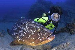 Lanzarote Scuba Diving Holiday - Costa Teguise. Grouper.